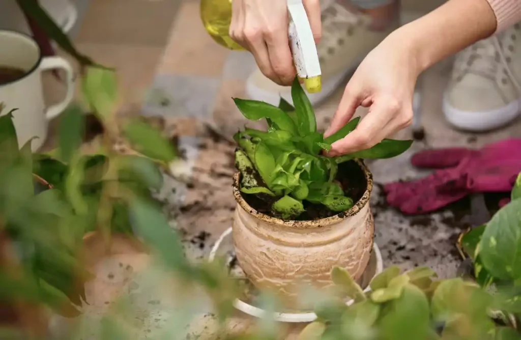 Green cleaning services