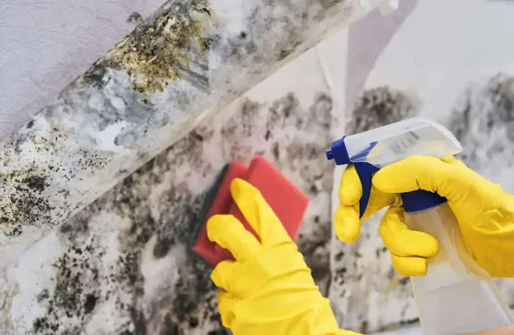 Mold and Mildew removal palm coast