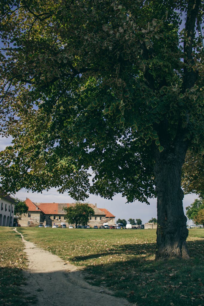 St. Augustine 6 Serene rural landscape with a tree and footpath leading to village houses in Osijek, Croatia.